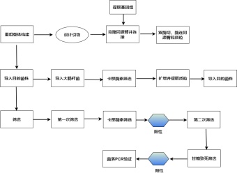 基因敲除流程图模板