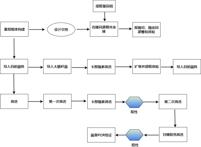 基因敲除流程图