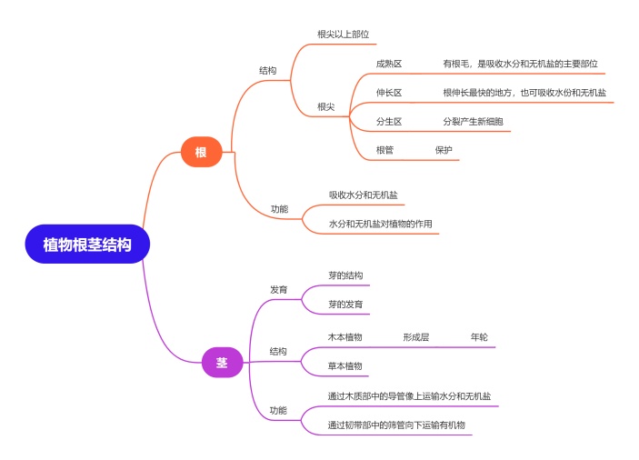 植物根茎结构思维导图