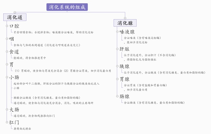 初中生物消化系统的组成思维导图