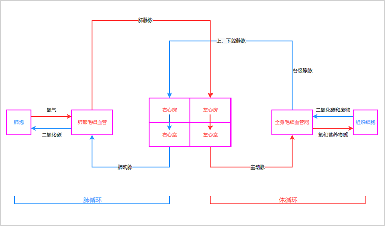 心脏的血液循环流程图