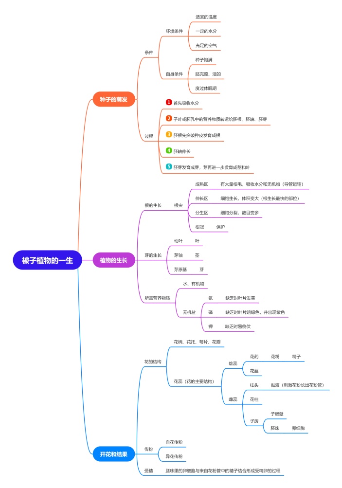 被子植物的一生思维导图