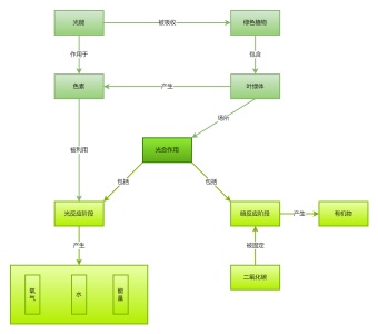 光合作用流程图模板