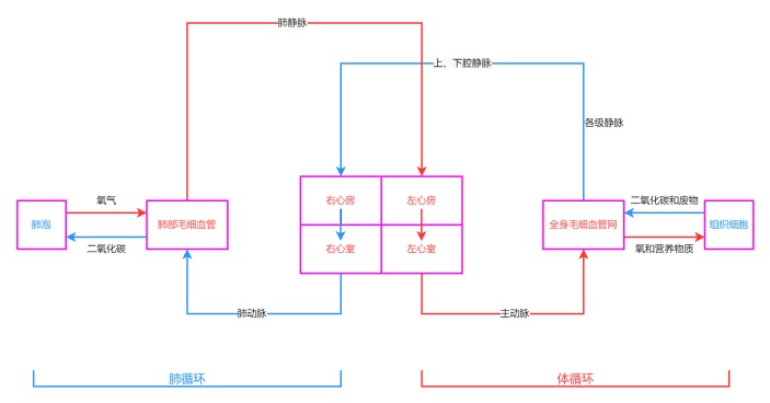 心脏的血液循环流程图