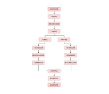 报名流程图模板
